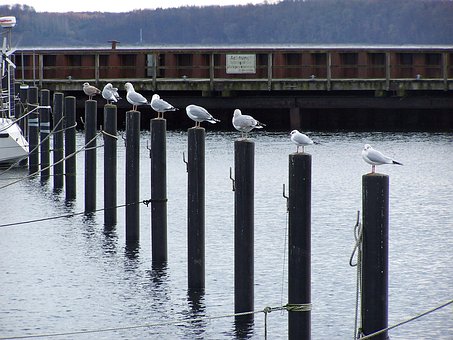 Gabbiani, Porto, Bird, Mare, Acqua
