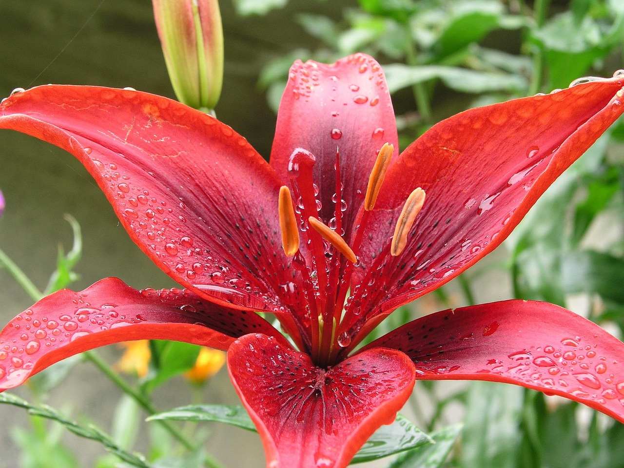 Fleur Rouge Bloom - Photo gratuite sur Pixabay - Pixabay