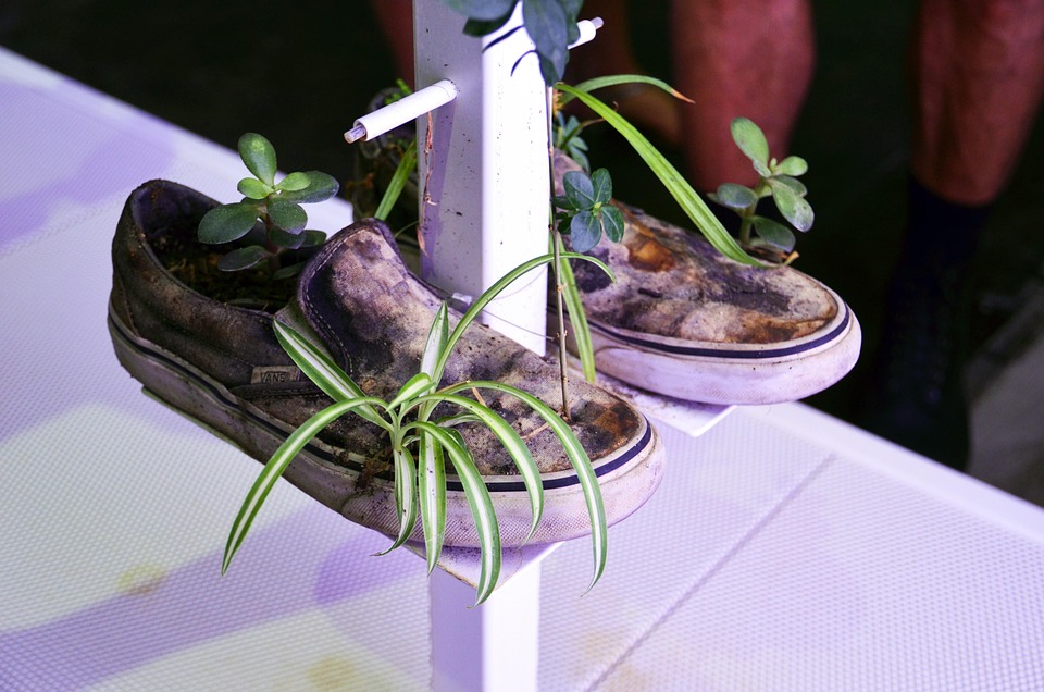 运动鞋 鞋 植物 - Pixabay上的免费照片