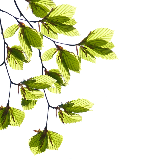Free Branches Leaves photo and picture