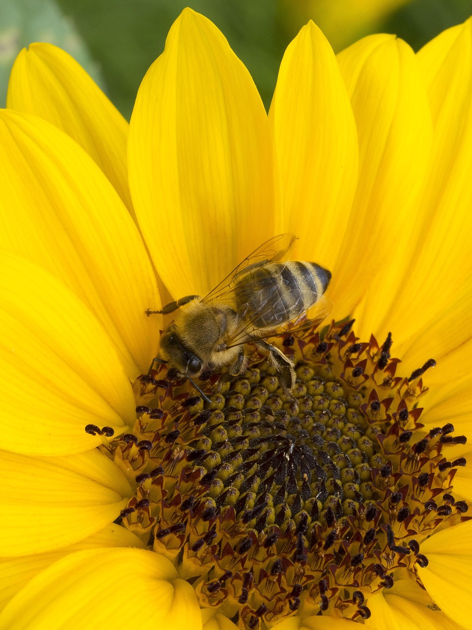 Bee Insects Forage - Free photo on Pixabay - Pixabay