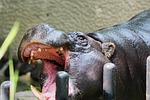 animal, cover, zoo