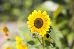 sunflower, flower, bloom