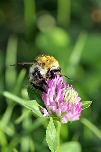 Bombo Insetto Impollinare - Foto gratis su Pixabay - Pixabay