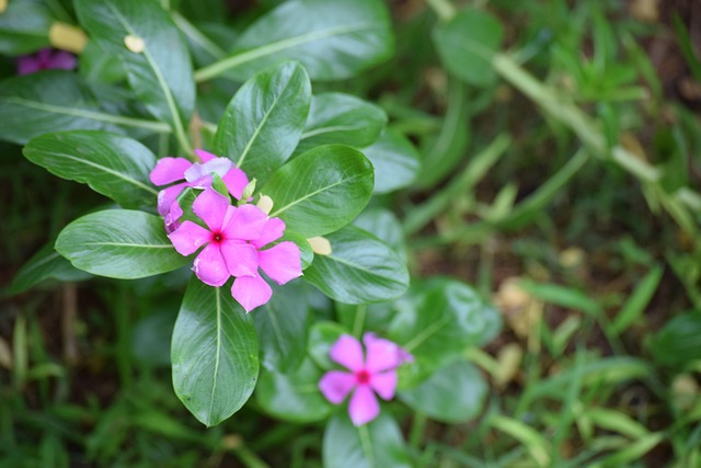 Free Pink Flower Wallpaper photo and picture