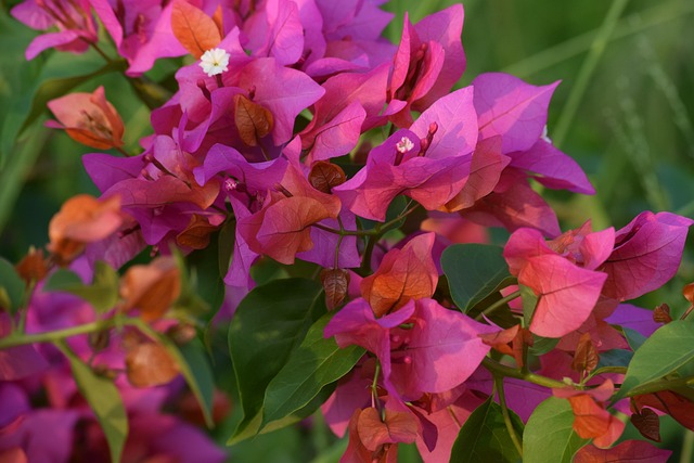 Free Flower Flower Background photo and picture
