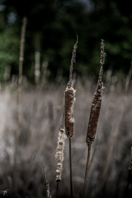 Free Nature Lake photo and picture