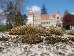 bory-city, castle, building
