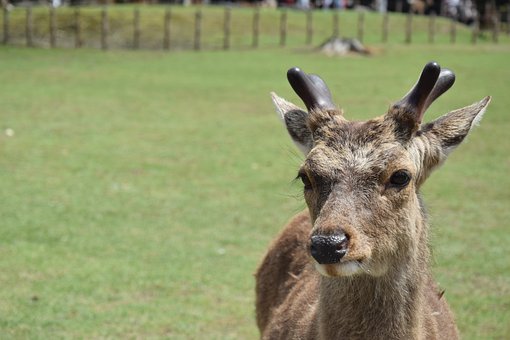 Reh, Geweih, Tier, Wild, Hirsch