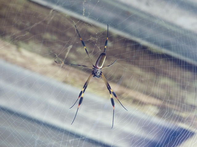 Free Spider Golden Silk Spider photo and picture