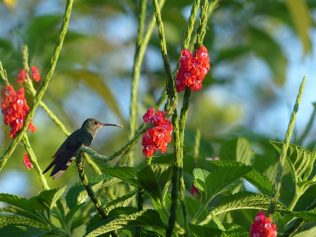 Free Humming-Bird Bird photo and picture