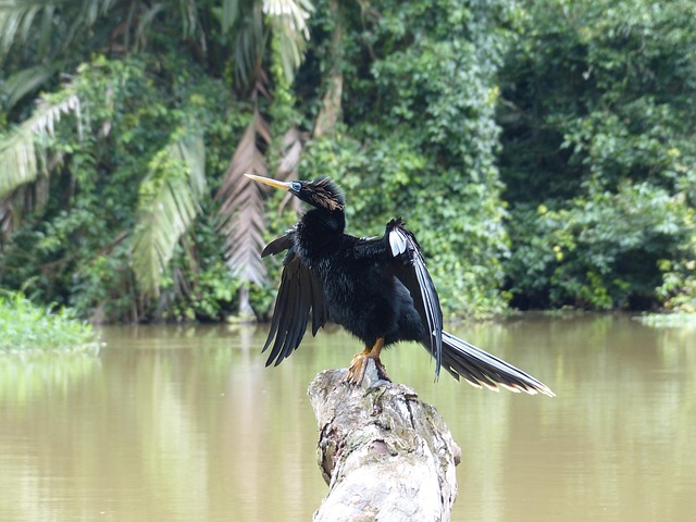 Free Darter Nature photo and picture
