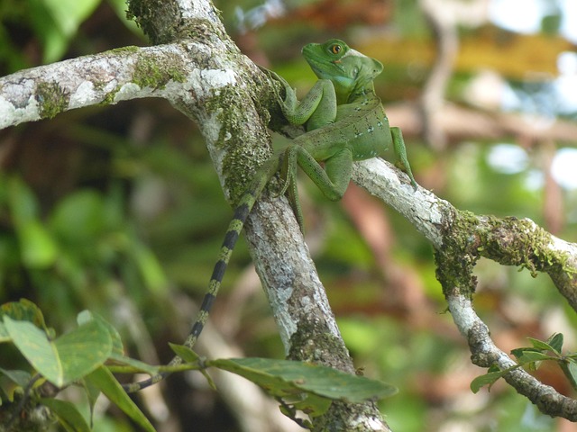 Free Basilisk Caribbean Coast photo and picture