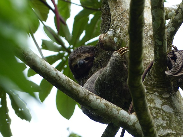 Free Sloth Tree photo and picture