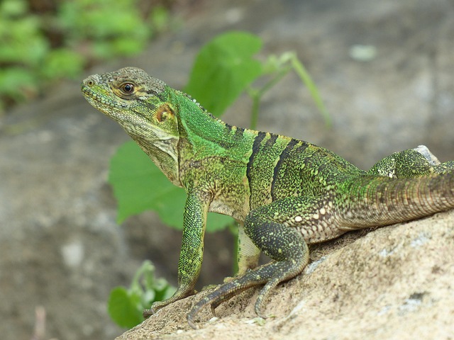 Free Lizard Sun photo and picture