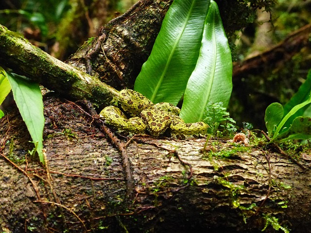 Free A Gripping-Tail Fer-De-Lance Poisonous photo and picture