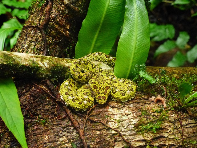 Free A Gripping-Tail Fer-De-Lance Poisonous photo and picture
