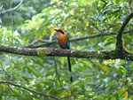 blauscheitelmotmot, bird, momotus momota
