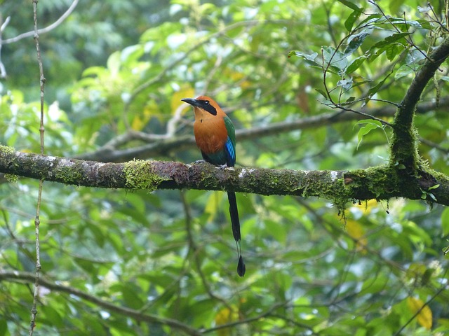 Free Blauscheitelmotmot Bird photo and picture