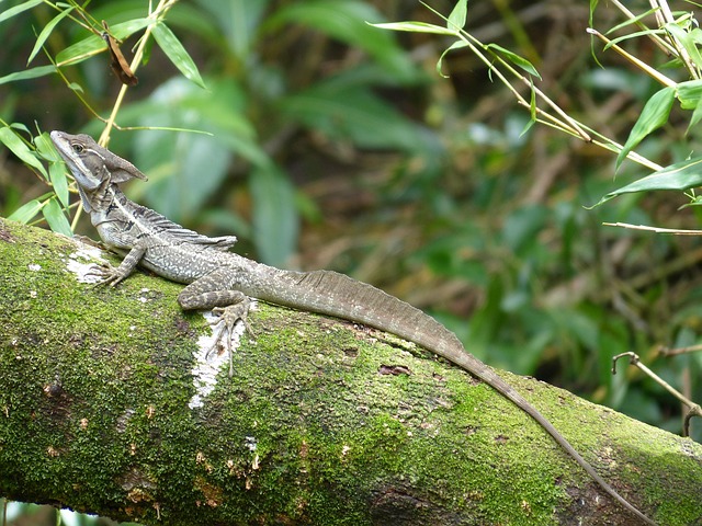Free Basilisk Basiliscus Basiliscus photo and picture