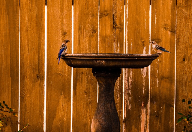 Oriental Azulejos, Naturaleza, Birdbath