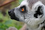 maki, lemur, lemur monkey
