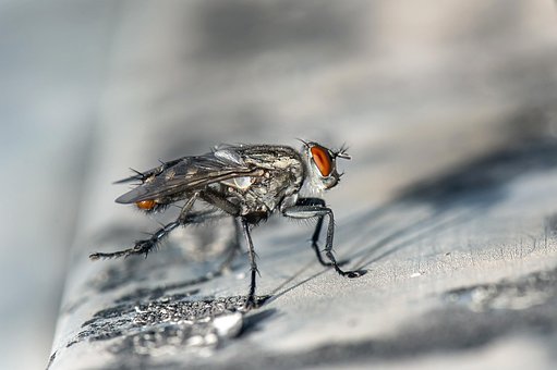 Fly, Insect, Macro, Bug, Compound Eye