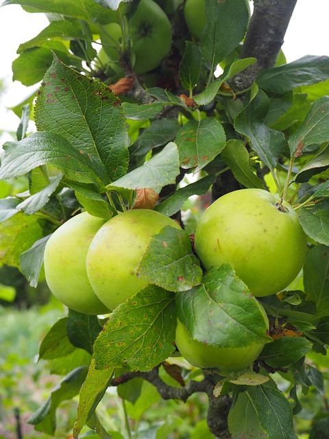 Free Apple Apple Tree photo and picture
