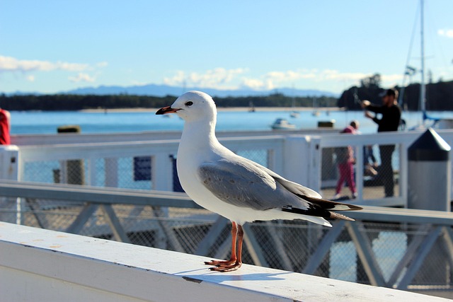 gull, animal, sea, nature, sea bird, on wooden beams