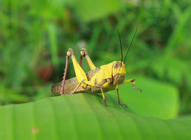 Free green animal insect illustration