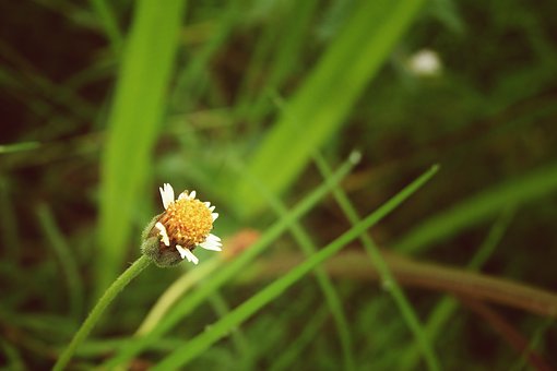 Wildblumen, Blume, Gras, Wild, Grün