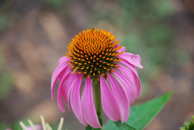 Free Coneflower Pink photo and picture