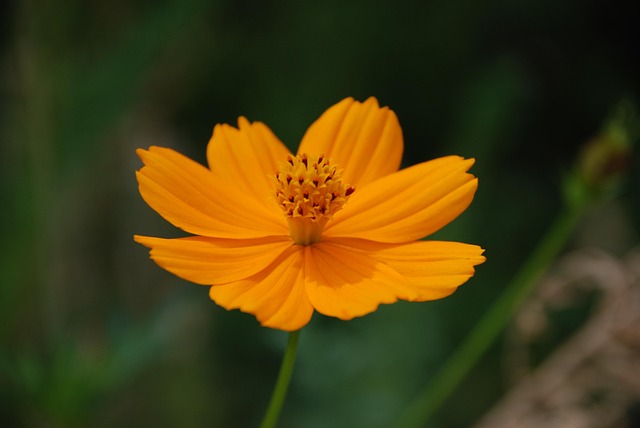 Free Flower Orange photo and picture