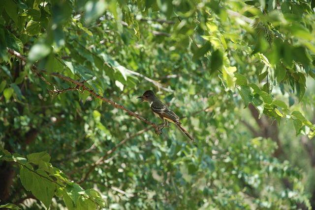 Free Nuthatch Green photo and picture