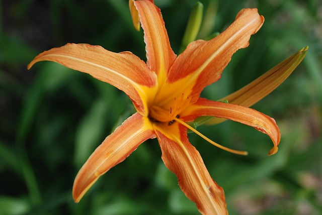 Free Yellow Nature photo and picture