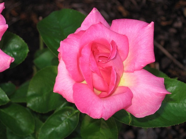 Free Pink Pink Rose photo and picture