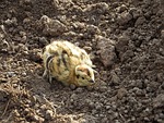 partridge, chick, chicken