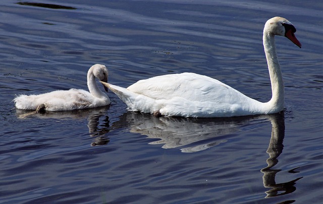 Free Sony A-68 Nature photo and picture