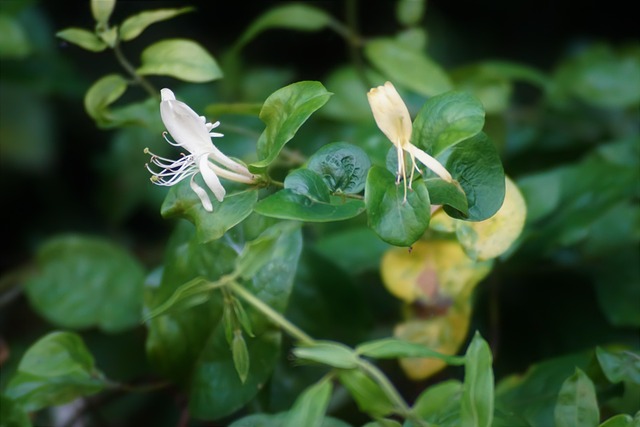 Free Sony A-68 Nature photo and picture