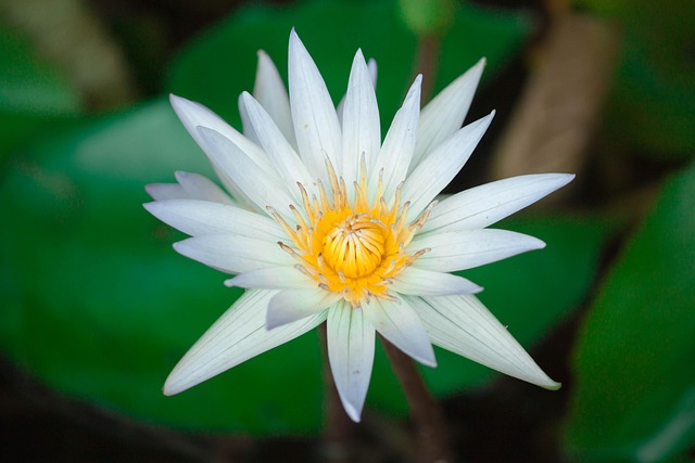 Lotus, Flower, ดอกไม้สวย, Flowers
