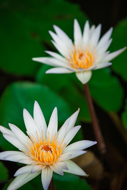 Lotus, Flower, Flowers, Nature