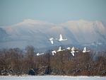 the wild swans, the whooping, a flock of