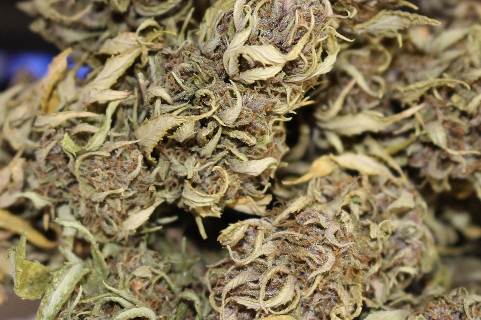 Free photo: Cannabis, Marijuana, Weed, Natural - Free Image on Pixabay - 2525100 Free photo: Cannabis, Marijuana, Weed, Natural - Free Image on Pixabay - 2525100