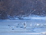 the wild swans, the whooping, a flock of