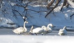 the wild swans, the whooping, a flock of