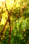 summer, russia, birch