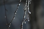 spring, icy branches, birch