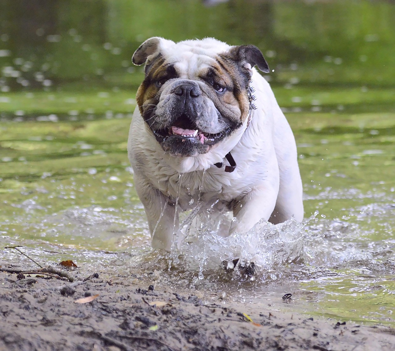 Bulldog Dog Family - Free photo on Pixabay