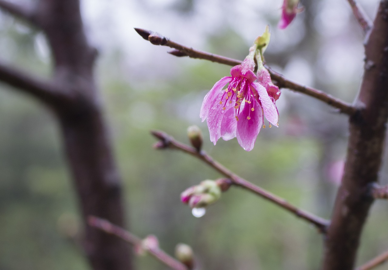 雨 樱花 - Pixabay上的免费照片 - Pixabay