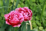 tulip, dutch, flower